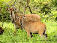 Fathala Wildlife  Reserve